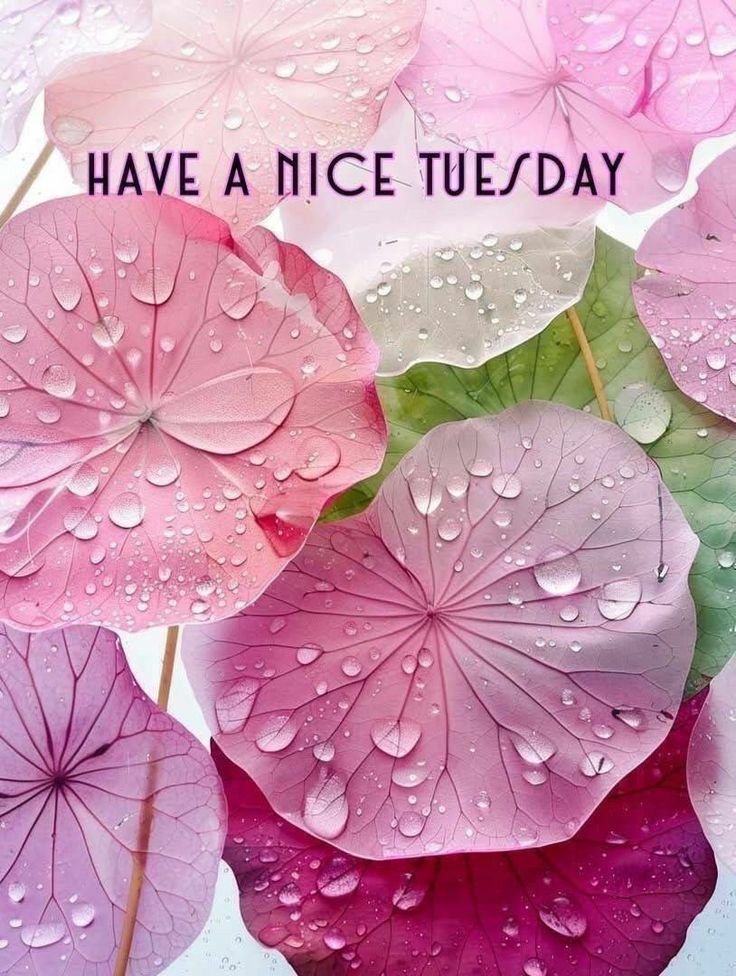 Tuesday Wishes for my Girlfriend 